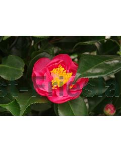 Camellia j. Dr. King 30-40 cm C3