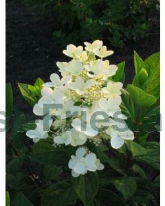 Hydrangea pan. 'Pink Diamond' C3