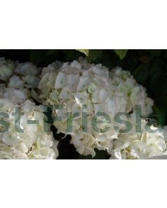 Hydrangea m. 'F.E.  White'® C5