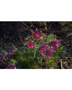 Pulsatilla vulg. 'Rubra' P9 / 24 per kist