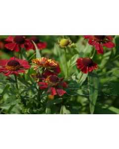 Helenium 'Red Jewel' P9 / 24 per kist