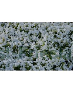 Phlox (S) 'Maischnee' P9 / 24 per kist