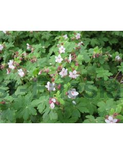 Geranium macr. 'Spessart' P9 / 24 per kist