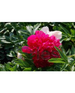 Paeonia off. 'Rubra Plena' P11