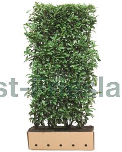 Prunus l.'Genolia'® kluit b100 cm x h200 cm haagelement