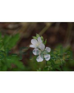 Geranium sylvaticum 'Album' P9 / 24 per kist