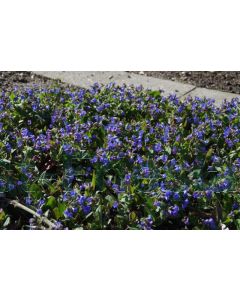 Pulmonaria ang. 'Azurea' P9 / 24 per kist