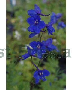 Delphinium (B) 'Bellamosum' P9 / 24 per kist