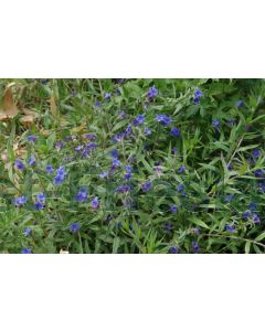 Buglossoides purpurocaerulea P9 / 24 per kist