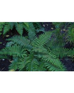 Polystichum polyblepharum P9 / 24 per kist