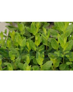 Mentha spicata P9 / 24 per kist