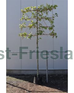 Platanus orientalis 'Minaret' 12/14 C45 leischerm 200 cm stam