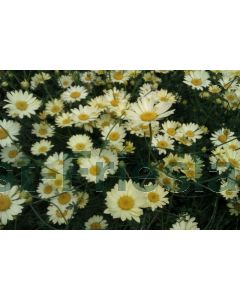 Anthemis hyb. 'E.C. Buxton' P9 / 24 per kist