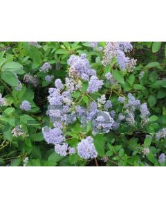 Ceanothus del. 'Gloire de Versaille' C2