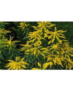 Solidago 'Goldkind' P9 / 24 per kist