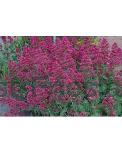 Centranthus ruber 'Coccineus' P9 / 24 per kist