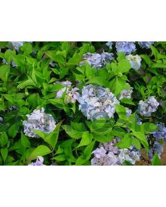 Hydrangea serr.'Blue Deckle' 25-30 cm C2