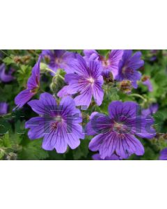 Geranium magnificum 'Rosemoor' P9 / 24 per kist