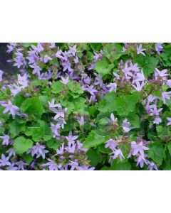 Campanula p. 'Lisduggan Var.' P9 / 24 per kist