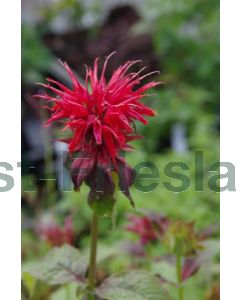 Monarda 'Cambridge Scarlet' P9 / 24 per kist