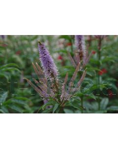 Veronicastrum virg. 'Red Arrows' P9 / 24 per kist