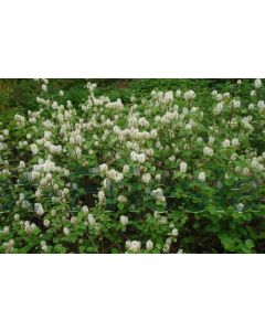 Fothergilla gardenii 30-40 cm C3