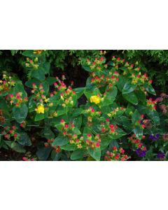 Hypericum 'Miracle Attraction' P13