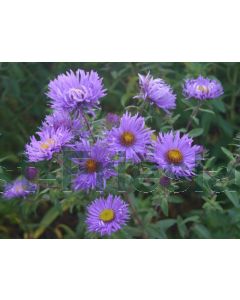 Aster n.-a. 'Barr's Blue' P9 / 24 per kist