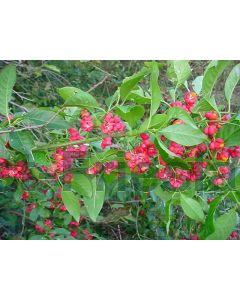 Euonymus europaeus C3