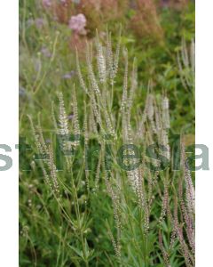 Veronicastrum virg. 'Diana' P9 / 24 per kist