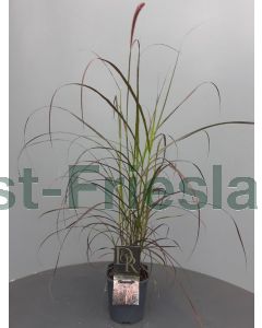 Pennisetum setaceum 'Rubrum' C2