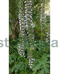 Acanthus mollis C2