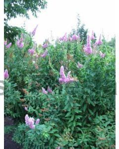 Spiraea billiardii C3