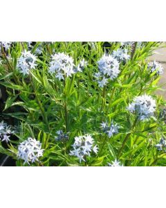 Amsonia ciliata P9 / 24 per kist