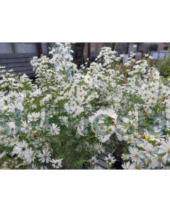 Aster (U) 'Monte Cassino' P9 / 24 per kist