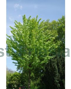 Acer rubrum 150-175 cm C20