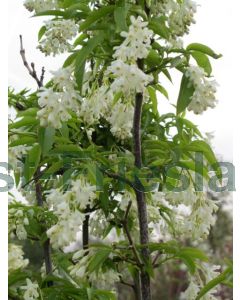 Staphylea pinnata 125-150 cm C20