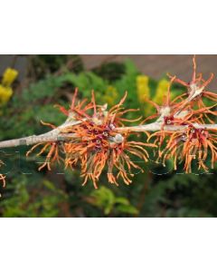 Hamamelis int. 'Jelena' 60-80 cm C7.5