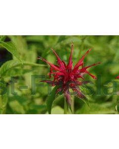 Monarda 'Squaw' P9 / 24 per kist