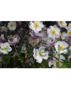 Anemone hyb. 'Dreaming Swan' P9 / 24 per kist