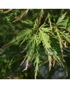 Acer pal. 'Green Globe' 100-125 cm C18