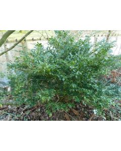 Sarcococca confusa C2