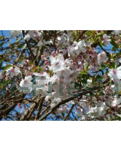 Prunus subh. 'Autumnalis' 125-150 cm C30