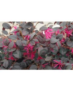 Loropetalum .ch. 'Black Pearl' C9