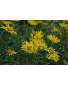 Buphthalmum salicifolium P9 / 24 per kist