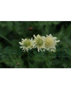 Cephalaria gigantea P9 / 24 per kist