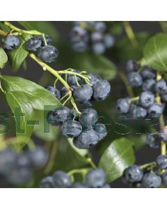 Vaccinium cor. 'Jersey' 75 cm C2