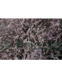 Prunus cerasifera 'Nigra' 60-80 cm C5