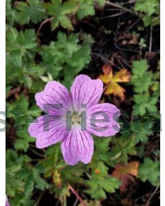 Geranium ox. 'Claridge Druce' P9 / 24 per kist