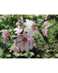 Lavatera 'Barnsley' C2